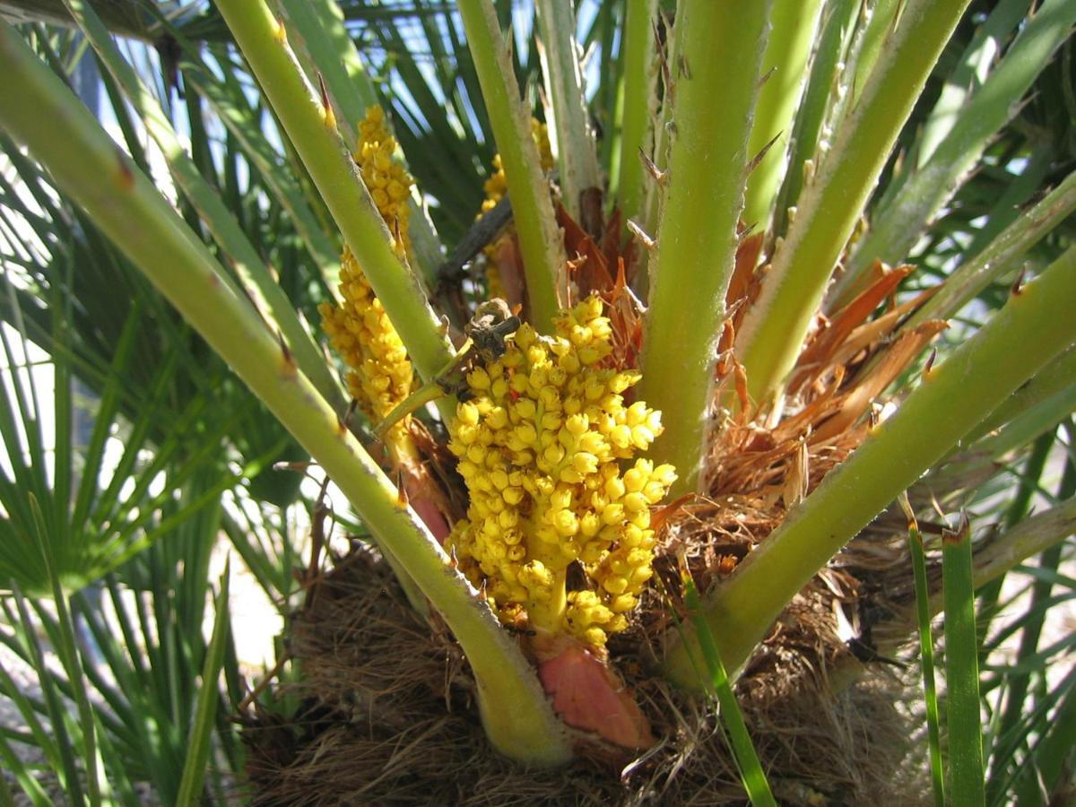 Zuecos Macisvenda
